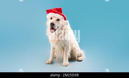 Joyeux Noël et Bonne Année. Joli chien du labrador assis dans un chapeau du Père Noël sur fond bleu de studio, panorama Banque D'Images