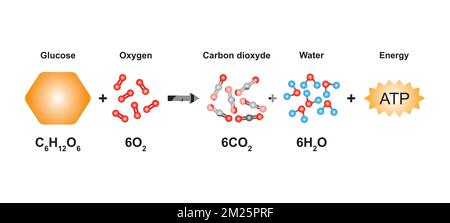 Conception scientifique de l'équation de respiration cellulaire. Utilisation du modèle moléculaire des atomes. Illustration du vecteur. Illustration de Vecteur