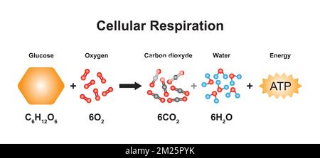 Conception scientifique de l'équation de respiration cellulaire. Utilisation du modèle moléculaire des atomes. Illustration du vecteur. Illustration de Vecteur