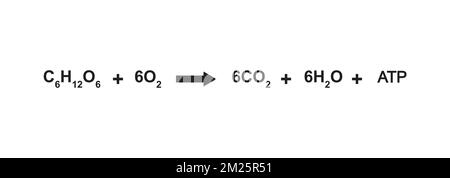 Conception simple de l'équation de respiration cellulaire. Illustration du vecteur. Illustration de Vecteur