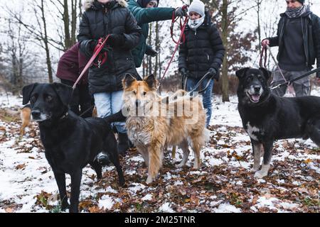 Travail volontaire animal. Trois chiens de race mixte - deux chiens noirs et un gingembre - debout sur un sol recouvert de feuilles d'automne et de neige, maintenus en laisse par divers volontaires. Photo de haute qualité Banque D'Images