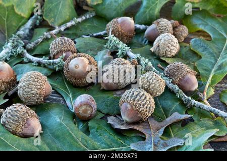 Acornes matures, chêne Bur 'Quercus macrocarpa', feuillage, Texas. Banque D'Images