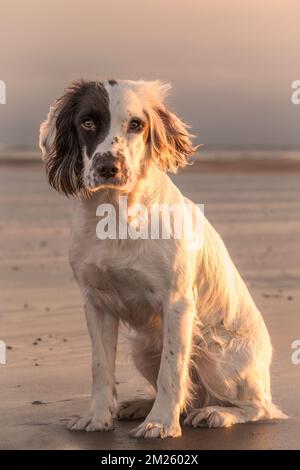 Portrait de chien de travail anglais Springer Spaniel n lumière du soleil dorée en Wintr. Banque D'Images