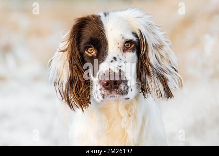 Portrait de chien de travail anglais Springer Spaniel n lumière du soleil dorée en Wintr. Banque D'Images