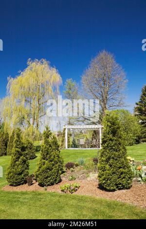 Pergola et Thuja - Cèdre dans les limites de paillis et Salix - saule de pleurement dans le jardin de cour au printemps. Banque D'Images