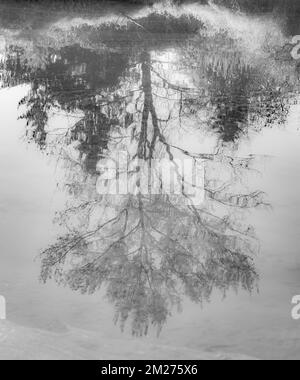 Arbres Reflex dans Une rivière. Arbre d'automne réfléchi dans un étang. Photo abstraite naturelle. Personne, attention sélective Banque D'Images