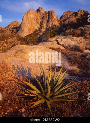 Desert Agave également connu comme une plante du siècle trouvée dans les contreforts des montagnes de Santa Catalina, Arizona Banque D'Images