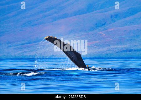 Grand rorqual à bosse à l'arrière prolongeant ses nageoires pectorales. Banque D'Images