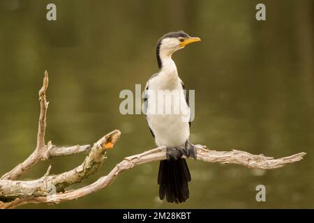 Little Pied Cormorant (Microcarbo Melanoleucos)  is one of the most common of Australia's water birds, occurring on water bodies of almost any size. Banque D'Images