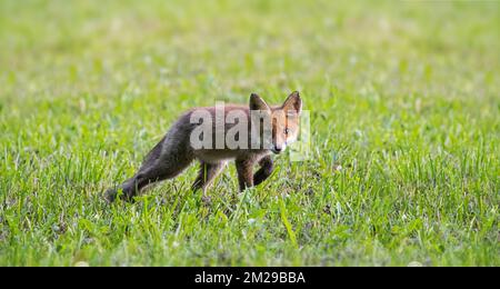 Disperser le renard roux juvénile (Vulpes vulpes) cherchant à établir son propre territoire à la fin de l'été / au début de l'automne | Jeune renard roux (Vulpes vulpes) dans la prairie 24/08/2017 Banque D'Images