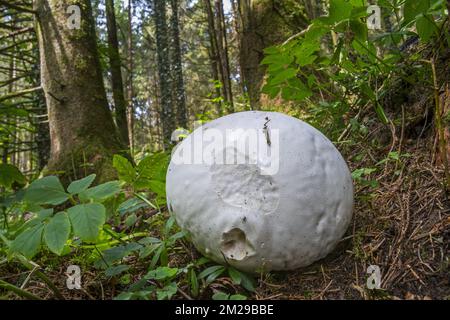 Boule géante (Calvatia gigantea / Langermannia gigantea) sur le sol forestier à la fin de l'été | Vesse-de-loup géante / Lycoperdon géant / Boviste géant / tête de mort (Calvatia gigantea / Langermannia gigantea) 24/08/2017 Banque D'Images