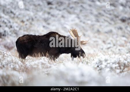 Un orignal de taureau debout à la brosse à dents recouverte de neige sur les Flats d'Antelope. Parc national de Grand Teton, Wyoming Banque D'Images