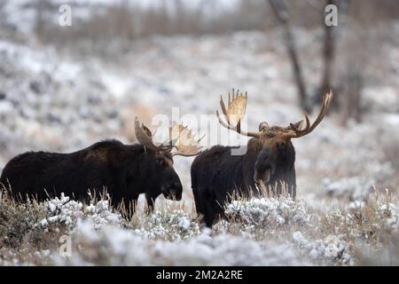 Une paire d'orignaux de taureau debout dans un pinceau à neige sur les plats d'antilope. Parc national de Grand Teton, Wyoming Banque D'Images