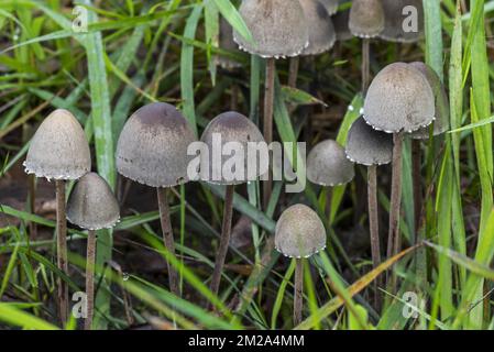 Petticoat mottlegill (Panaeolus papilionaceus / Panaeolus sphinctrinus / Agaricus calosus / Panaeolus campanulatus) sur le dung is Meadow | Panéole à gaine (Panaeolus sphinctrinus) 03/09/2017 Banque D'Images