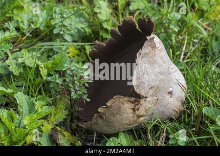 Mosaic puffball (Handkea utriformis / Lycoperdon utriforme / Lycoperdon caelatum / Calvatia utriformis) showing powdery gleba | Vesse-de-loup ciselée (Handkea utriformis / Lycoperdon utriforme / Lycoperdon caelatum / Calvatia utriformis) 26/09/2017 Stock Photo