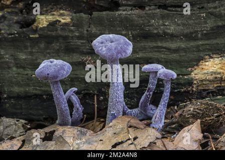 Amethyst deceiver (Laccaria amethystina) mushrooms in autumn forest | Laccaire améthyste (Laccaria amethystina) 26/09/2017 Stock Photo