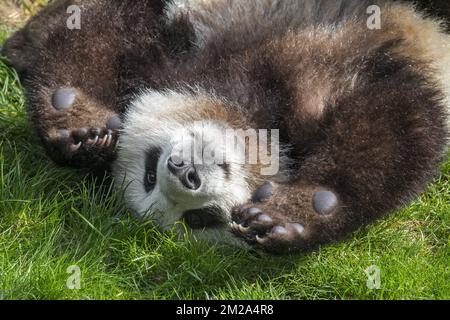 Panda géante (Ailuropoda melanoleuca) cub d'un an de jeu gros plan | Panda géant (Ailuropoda melanoleuca) petit 20/09/2017 Banque D'Images