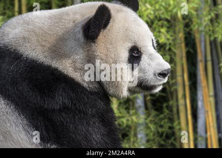 Giant panda (Ailuropoda melanoleuca) female close up portrait in bamboo forest | Panda géant (Ailuropoda melanoleuca) 20/09/2017 Stock Photo
