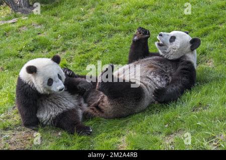 Panda géante (Ailuropoda melanoleuca) femelle avec un CUB d'un an au zoo | Panda géant (Ailuropoda melanoleuca) mère avec petit 20/09/2017 Banque D'Images
