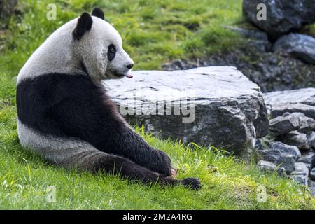 Jeune panda géant (Ailuropoda melanoleuca) langue adhérante | Panda géant (Ailuropoda melanoleuca) petit 20/09/2017 Banque D'Images