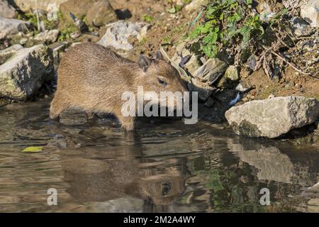 Pup de capybara (Hydrochoerus hydrochaeris / Hydrochoeris hydrochaeris) sur les berges, plus grand rongeur originaire d'Amérique du Sud | Capybara / cochon d'eau (Hydrochoerus hydrochaeris) petit 23/09/2017 Banque D'Images