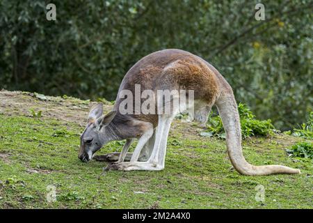 Kangourou rouge (Macropus rufus) femelle mangeant de l'herbe, originaire d'Australie | Kangourou roux (Macropus rufus) 20/09/2017 Banque D'Images