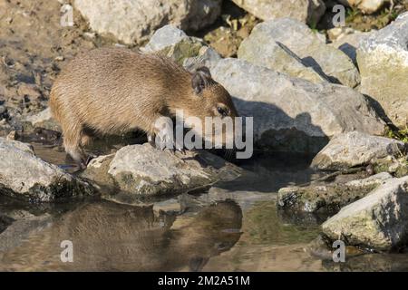 Pup de capybara (Hydrochoerus hydrochaeris / Hydrochoeris hydrochaeris) sur les berges, plus grand rongeur originaire d'Amérique du Sud | Capybara / cochon d'eau (Hydrochoerus hydrochaeris) petit 23/09/2017 Banque D'Images