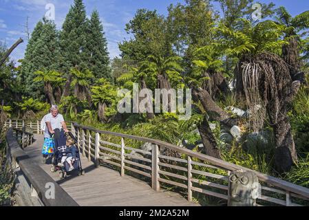 Visiteurs en promenade à pied à travers les fougères d'arbre mou / fougères d'homme indigènes à l'Australie à Pairi Daiza, zoo et jardin botanique à Brugelette, Belgique 25/09/2017 Banque D'Images