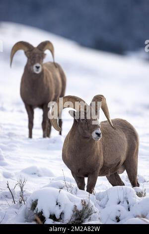 Two bighorn sheep rams standing on a hill covered in snow. National Elk Refuge, Wyoming Stock Photo