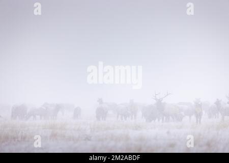 Un troupeau de wapitis debout dans un épais brouillard le matin froid d'hiver. Réserve nationale d'élans, Wyoming Banque D'Images