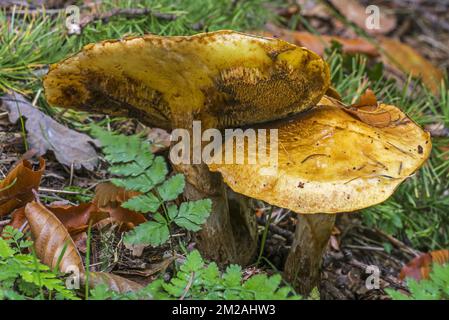 Bolete de Greville / bolete de mélèze (Suillus grevillei), montrant le dessous de la forêt d'automne | Bolet élégeant (Suillus grevillei) 04/10/2017 Banque D'Images