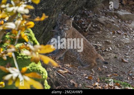 Lynx eurasien (Lynx lynx) chaton trainant la proie morte du rabit dans la forêt d'automne | Lynx boréal / Lynx d'Eurasie / Lynx commun / Loup-cervier / Lynx d'Europe (Lynx lynx) petit de deux mois 19/10/2017 Banque D'Images