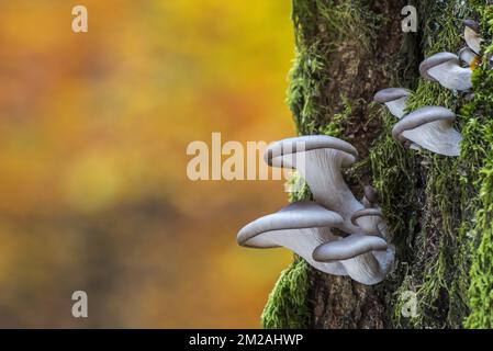 Champignon huître / champignon Oyster (Pleurotus ostreatus) poussant sur le tronc des arbres en forêt d'automne | Pleurote en huître (Pleurotus ostreatus) 18/10/2017 Banque D'Images