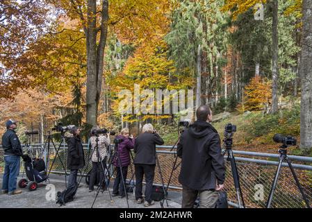 Photographes de nature attendant à l'enclos des loups pour photographier les loups dans le Parc National de la Forêt bavaroise / Parc National Bayerischer Wald, Allemagne | Photographes animaliers au Parc National de la forêt Bavaroise, Allemagne 18/10/2017 Banque D'Images