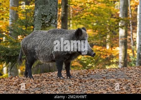 Sanglier (sus scrofa) en forêt d'automne pendant la saison de chasse | Sanglier (sus scrofa) en forêt en automne 16/10/2017 Banque D'Images