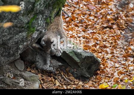 Deux chatons de lynx eurasien (Lynx lynx) jouent / jouent au combat en forêt d'automne | Lynx boréal / Lynx d'Eurasie / Lynx commun / Loup-cervier / Lynx d'Europe (Lynx lynx) petits de deux mois 21/10/2017 Banque D'Images