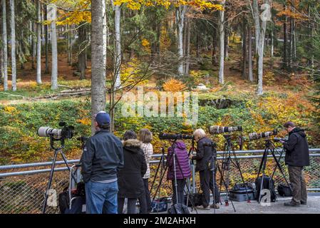 Photographes de nature attendant à l'enclos des loups pour photographier les loups dans le Parc National de la Forêt bavaroise / Parc National Bayerischer Wald, Allemagne | Photographes animaliers au Parc National de la forêt Bavaroise, Allemagne 18/10/2017 Banque D'Images