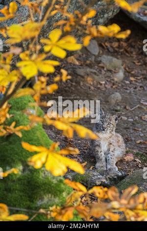 Mignon petit de deux mois de lynx eurasien (Lynx lynx) chaton dans la forêt d'automne assis près de den | Lynx boréal / Lynx d'Eurasie / Lynx commun / Loup-cervier / Lynx d'Europe (Lynx lynx) petit de deux mois mois 19/10/2017 Banque D'Images