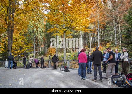 Nature photography workshop in front of wolf enclosure to photograph wolves, Bavarian Forest National Park / Nationalpark Bayerischer Wald, Germany | Photographes animaliers au Parc national de la forêt Bavaroise, Allemagne 18/10/2017 Stock Photo