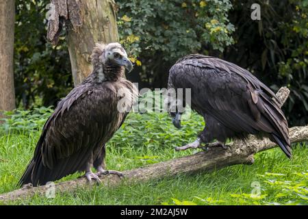 Vautour / Vautour / Vautour / Vautour noir eurasien (Aegypius monachus) couple | Vautour moine (Aegypus monachus) 13/10/2017 Banque D'Images