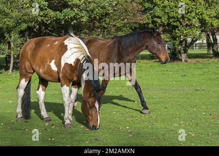 Pinto Horse / Quarter Horse Stallion et Belgian Warmblood mare Outside in field | | | BWP / cheval de sang belge / warmblood belge sang chaud et cheval de quartier / étalon Pinto pie bai tobiano 29/10/2017 Banque D'Images