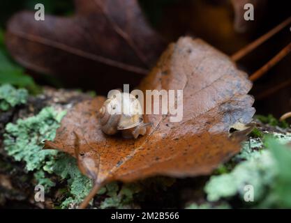 Petit escargot de jardin brun avec tête et cornes hors de sa coquille, assis sur une feuille brune. Photographié avec une faible profondeur de champ. Banque D'Images