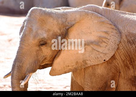 Éléphant du Biopark de Valence | Eléphant de Biopark de Valence 16/11/2017 Banque D'Images