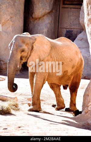 Éléphant du Biopark de Valence | Eléphant de Biopark de Valence 16/11/2017 Banque D'Images