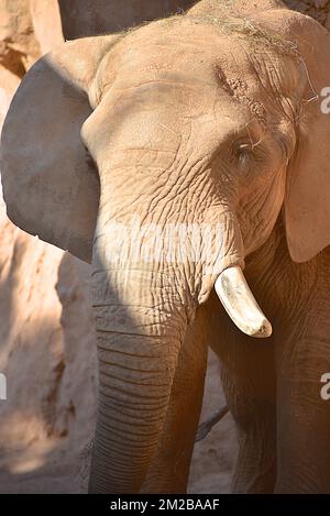 Éléphant du Biopark de Valence | Eléphant de Biopark de Valence 16/11/2017 Banque D'Images