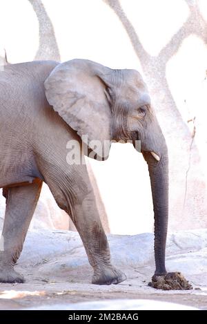 Éléphant du Biopark de Valence | Eléphant de Biopark de Valence 16/11/2017 Banque D'Images