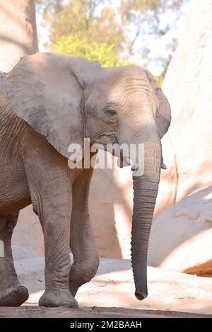 Éléphant du Biopark de Valence | Eléphant de Biopark de Valence 16/11/2017 Banque D'Images