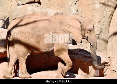 Éléphant du Biopark de Valence | Eléphant de Biopark de Valence 16/11/2017 Banque D'Images