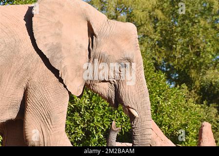 Éléphant du Biopark de Valence | Eléphant de Biopark de Valence 16/11/2017 Banque D'Images