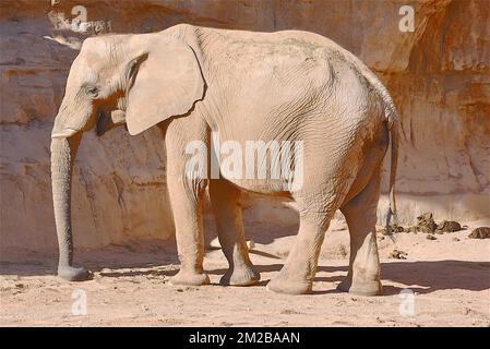 Éléphant du Biopark de Valence | Eléphant de Biopark de Valence 16/11/2017 Banque D'Images